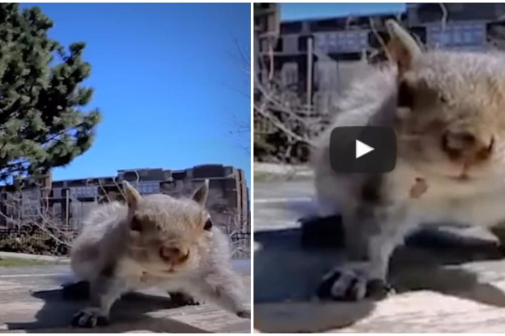 Ova veverica je opasan lopov, i opasan snimatelj (VIDEO)