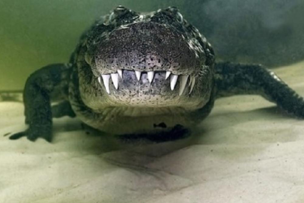 Ameri u panici: Krokodili ljudožderi se pojavili na Floridi! (FOTO)