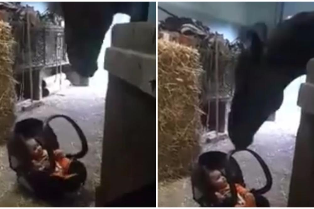 Stavili su bebu pored konja, ni ne slutite kakva je bila njegova reakcija (VIDEO)
