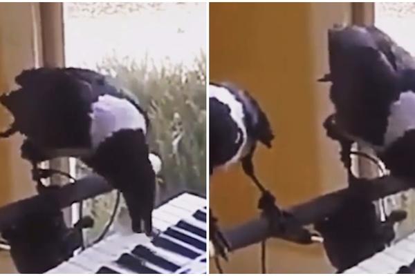 Majstori: Morate da čujete vrane koje sviraju klavir (VIDEO)