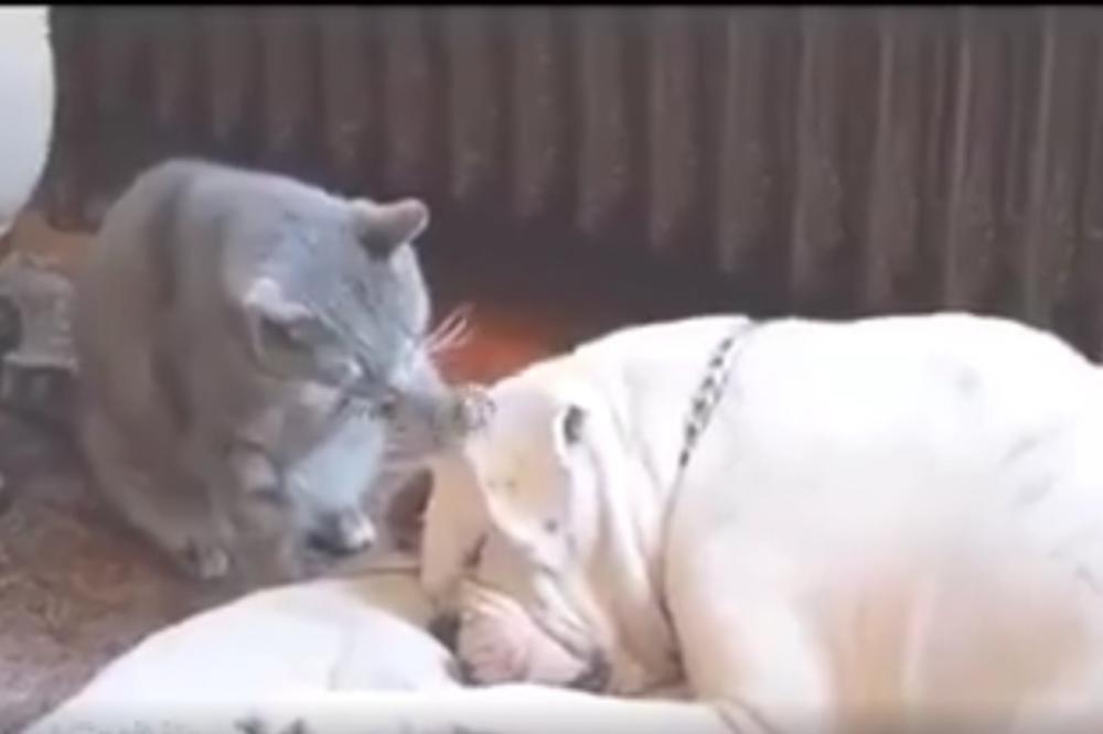 Lažu vas da se ne vole: Vidite šta maca radi ovom usnulom psu (VIDEO)