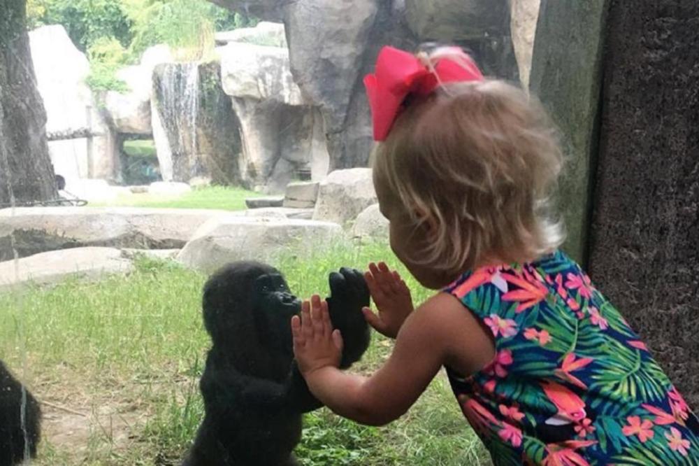 Svi lajkuju slatku fotku devojčice i bebe gorile, a ne bi trebalo! (FOTO)