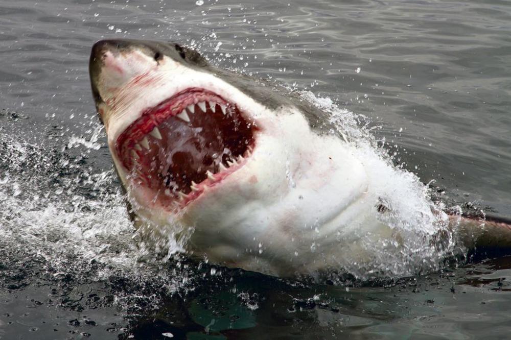 Najneverovatniji napadi morskih pasa širom sveta! (VIDEO)