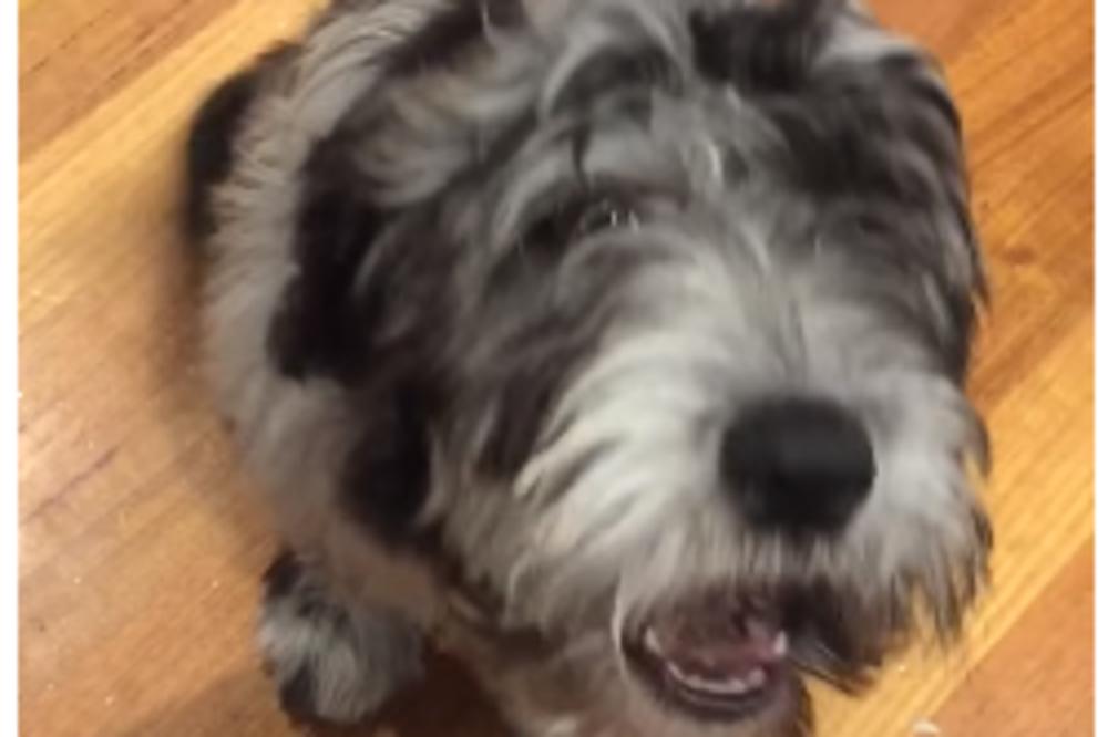 Pas koji zna da priča: Sipajte mi jednu koka-kolu! (VIDEO)