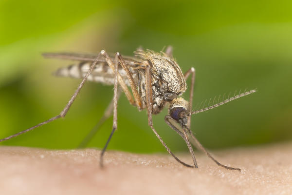 6 stvari koje morate da izbegavate ako nećete da vas izujedaju komarci (FOTO) (GIF)