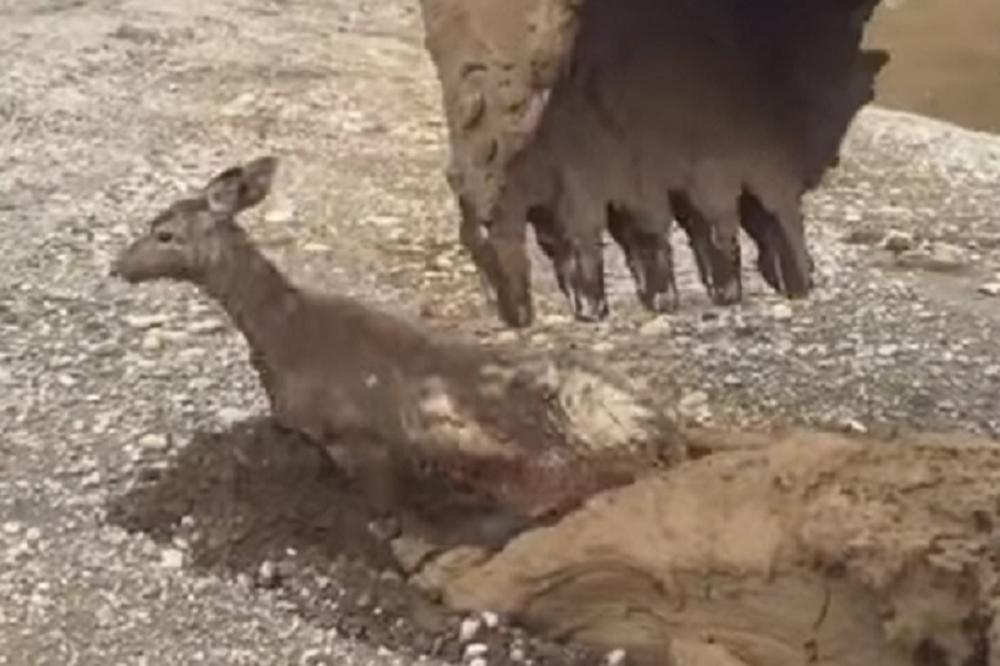 Maleni Bambi tone u živo blato: Način na koji su ga spasli, oduševiće vas! (VIDEO)