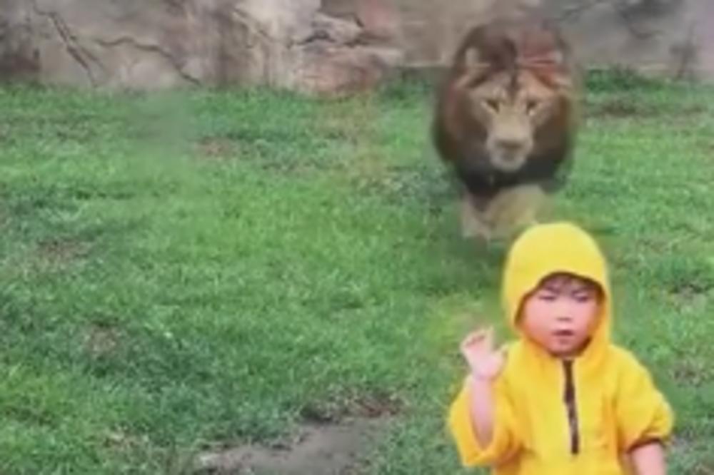 Snimak koji skraćuje život: Ostavili su dete ispred lava! (VIDEO)