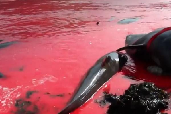 Krvava tradicija: Kopljima ubijaju kitove pa poklanjaju meso (UZNEMIRUJUĆI VIDEO)