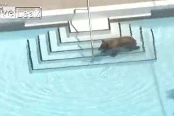 Meda je zalutao u grad, pa se bućnuo u bazen da malo iskulira (VIDEO)