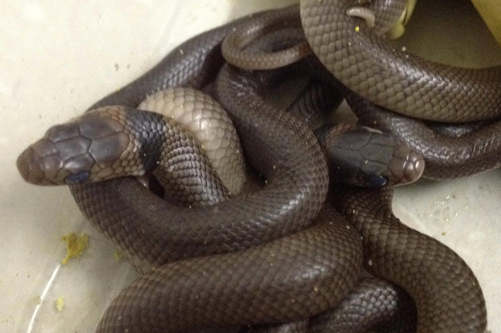 U Boljevcu pronađeno 300 zmija u porodičnoj kući!