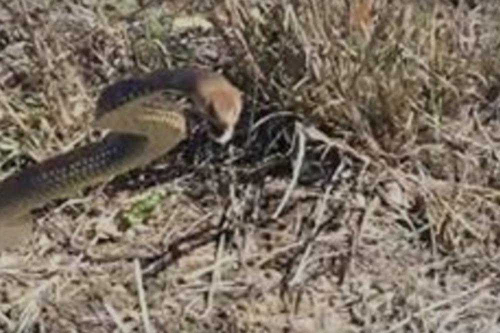 Evo šta ne bi trebalo da radite, ako sretnete najotrovniju zmiju na svetu! (VIDEO)