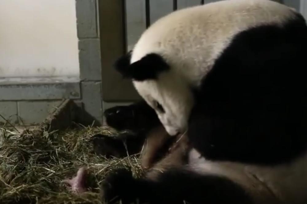 Najlepša vest danas: Panda je dobila blizance! (VIDEO)