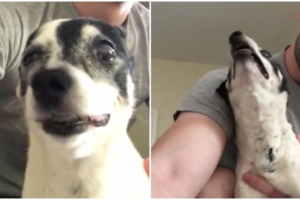 Danas ništa ne može da vas nasmeje? Čujte onda kako ovaj pas kija! (VIDEO)