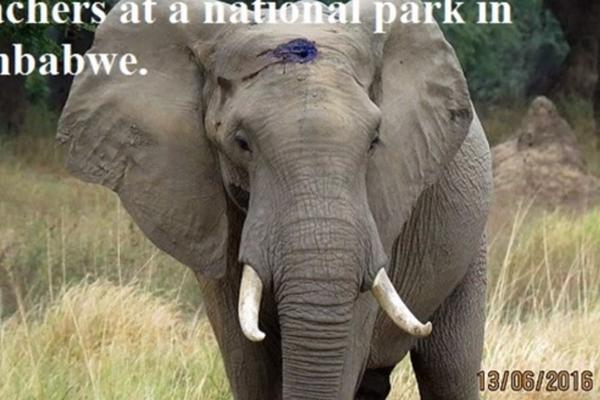 Upucali su ga, ali je ostao na nogama: Slon sa metkom u glavi šetao sve dok nije naišao na veterinare! (VIDEO)