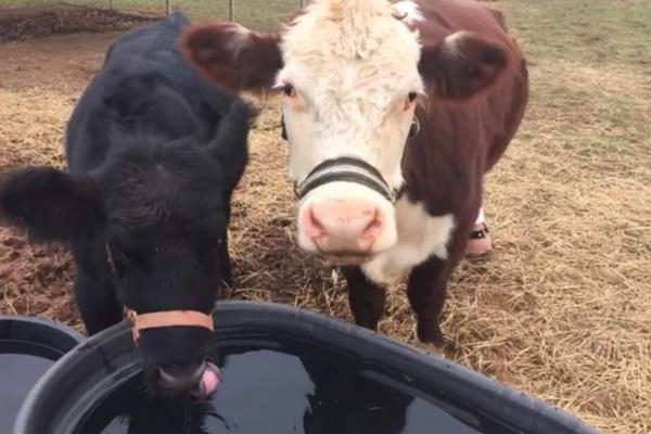 Novi najsrećniji par na svetu! Nećete verovati svojim očima koliko su lude ove krave! (VIDEO)