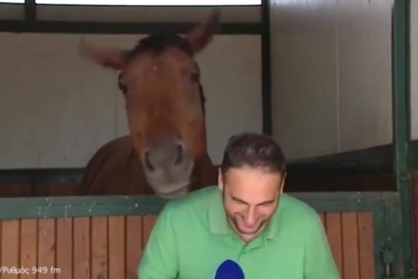 Raspomamljeni ždrebac: Konj spopao reportera tokom uključenja, ovaj se jedva odbranio! (VIDEO)