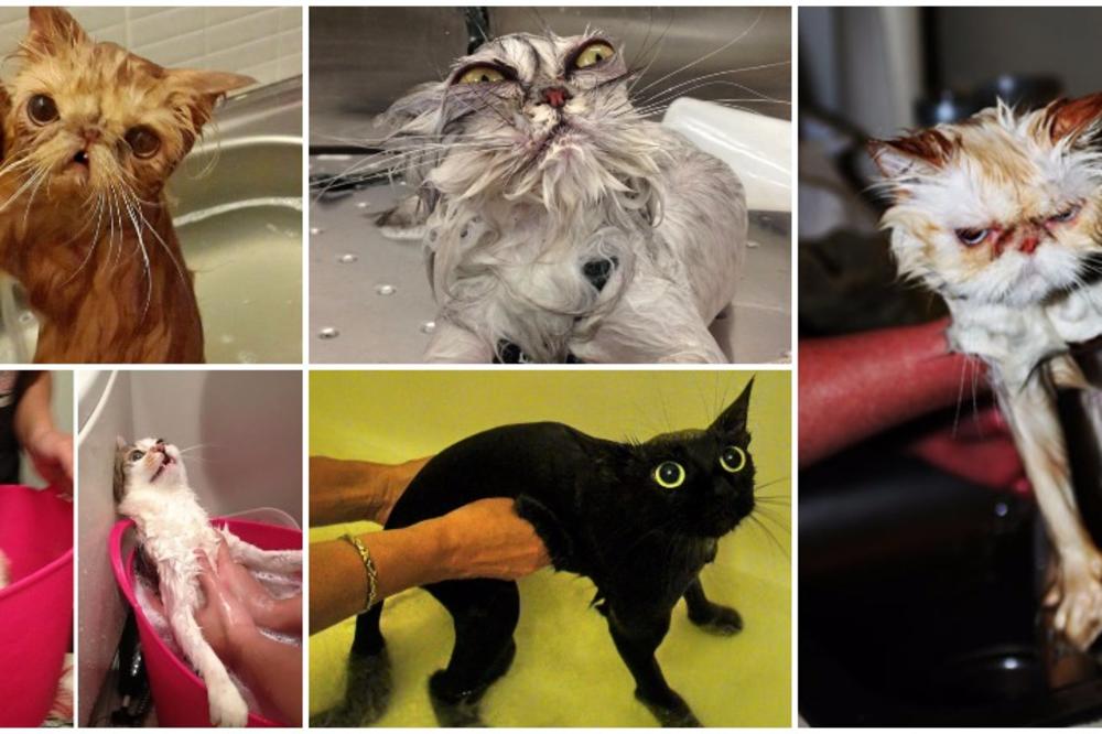 Pre i posle: 8 najsmešnijih životinjica koje su otišle na kupanjac (FOTO)