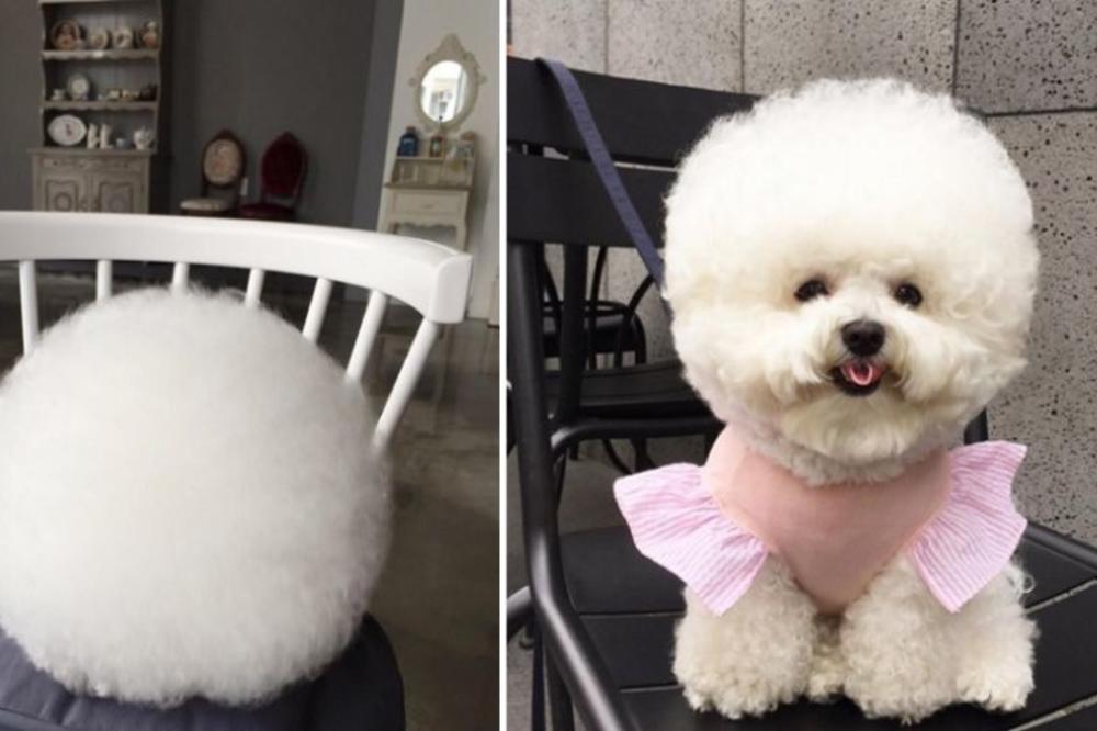Ona ima savršenu frizuricu: Da li ste nekad videli luđeg i slađeg psa? (FOTO) (VIDEO)