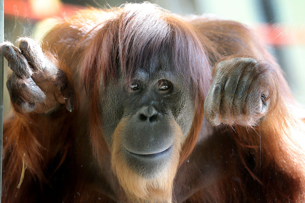 Sreli ste mnogo majmuna, ali ne i orangutana koji govori (VIDEO)