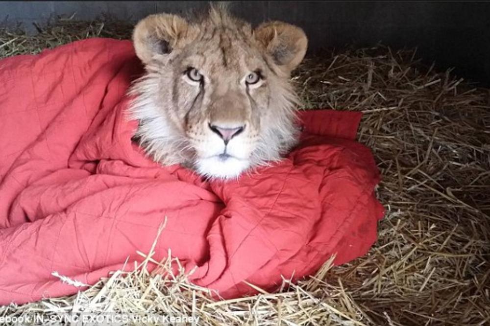 Znate li zašto ovaj lavić ne želi da se odvoji od svog ćebenceta? (FOTO) (VIDEO)