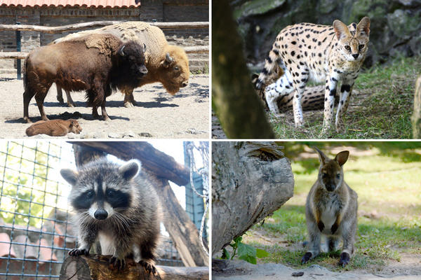 Beogradski Zoo vrt pun prinova! Kada vidite kako su slatke ove bebe, istopićete se od slatkoće! (FOTO)
