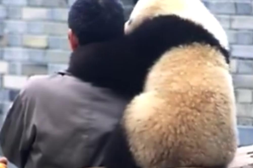 Maženje, poljupci i selfiji... sa pandom!? Ne može slađe od ovoga! (VIDEO)
