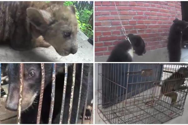 U Kini jedu pse a cirkuske životinje tuku i muče do bola! Video koji je zgrozio planetu! (FOTO) (VIDEO)