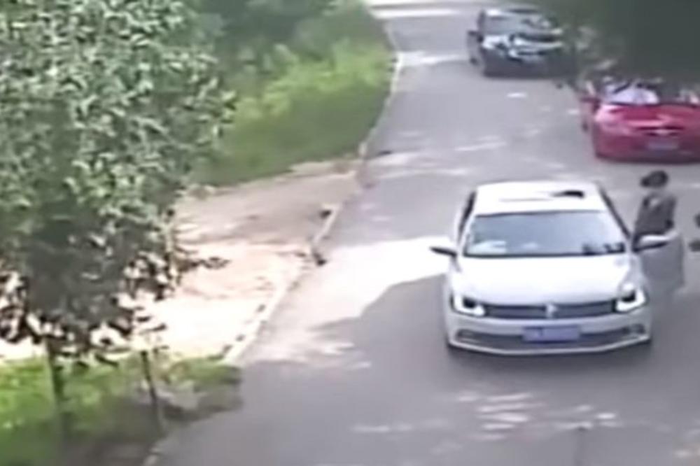 Horor uživo: Na tren je izašla iz automobila, a tigar je samo to čekao! (UZNEMIRUJUĆI VIDEO)