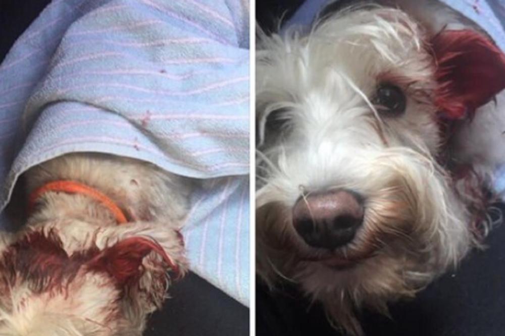 Taksista u centru BG brutalno pregazio psa, umalo i njegovog vlasnika, pa odjurio dalje! (FOTO)