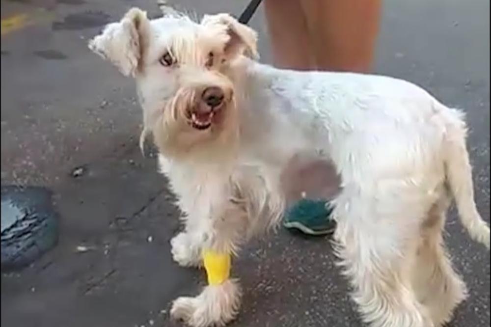Preživela nesreću:  Pas ponovo veselo trčkara, Beogradski taksi se izvinio zbog nemilog incidenta! (VIDEO)