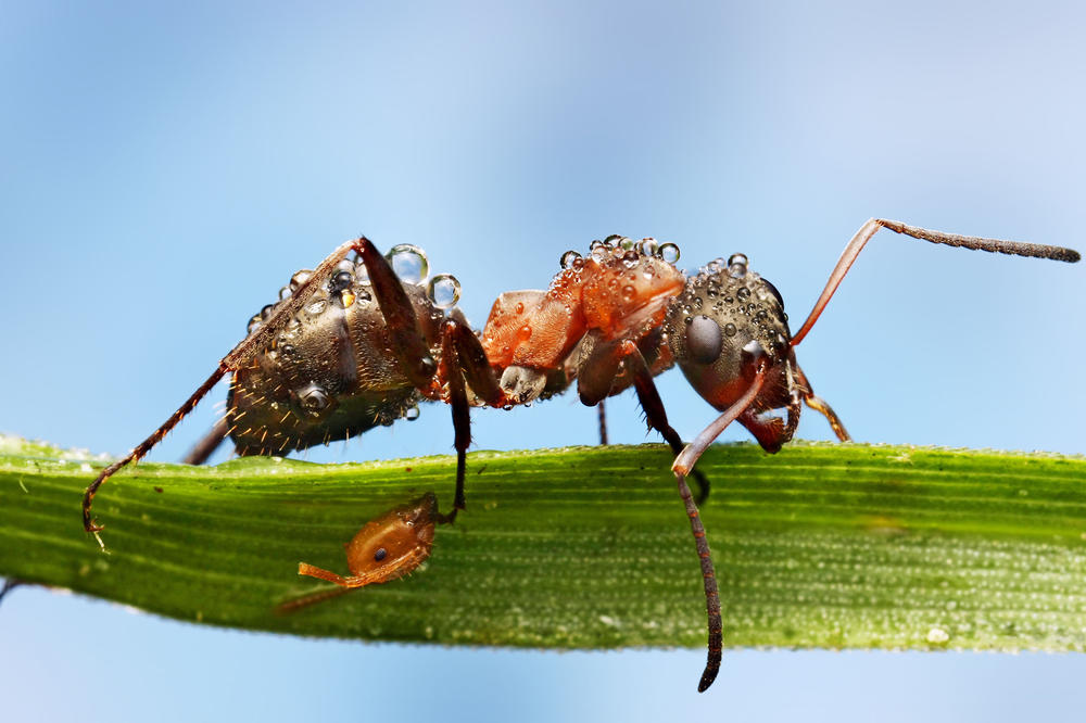 ČUDNE BUBE GMIŽU BEOGRADOM: Neobičan insekt pronađen u Surčinu, izgleda jezivo! Niko ne zna ŠTA JE! (FOTO)