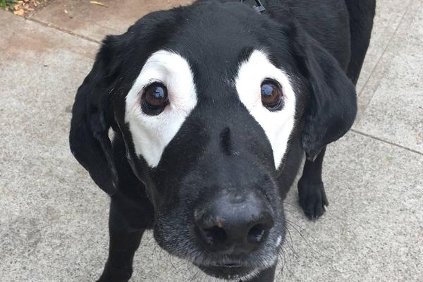 Crno-beo je a nije Grobar: Ovaj labrador je apsolutni hit na internetu! Evo i zašto! (FOTO)