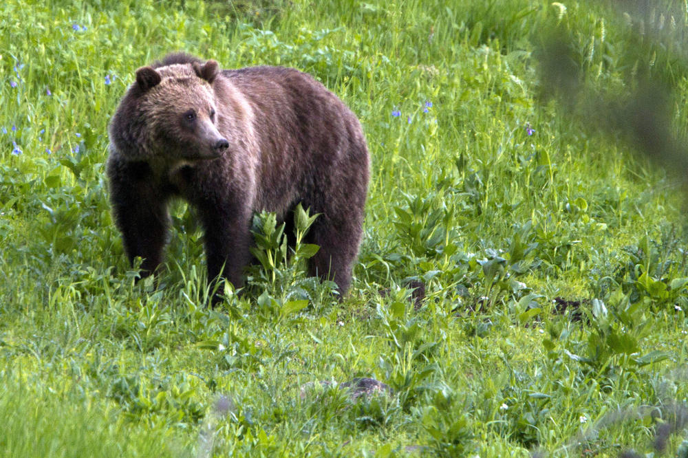 Na bosanskim putevima samo pažljivo: Ne čudite se ako naletite na medveda! (VIDEO)