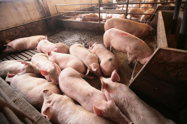 SAMO NAM JE JOŠ TO TREBALO: Srbija među zemljama visokog rizika od pojave afričke kuge svinja!