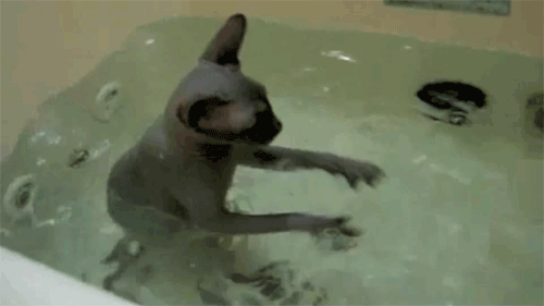 Zašto se kaže da se prvi mačići u vodu bacaju? Objašnjenje je poprilično surovo! (GIF)
