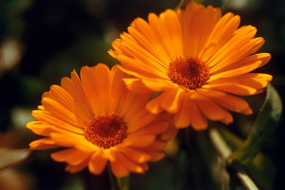 Cvet za večnu mladost! Ova biljka ima čarobna dejstva za svakoga (FOTO) (GIF)