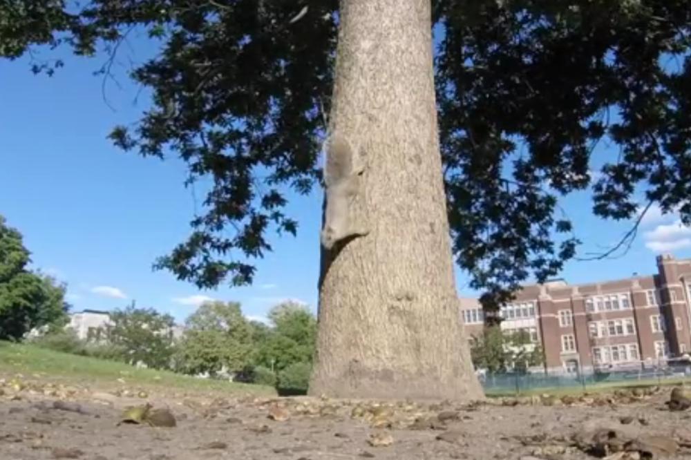 Veverica je ukrala GoPro i zapalila na drvo! Snimak je ispao apsolutni hit! (VIDEO)