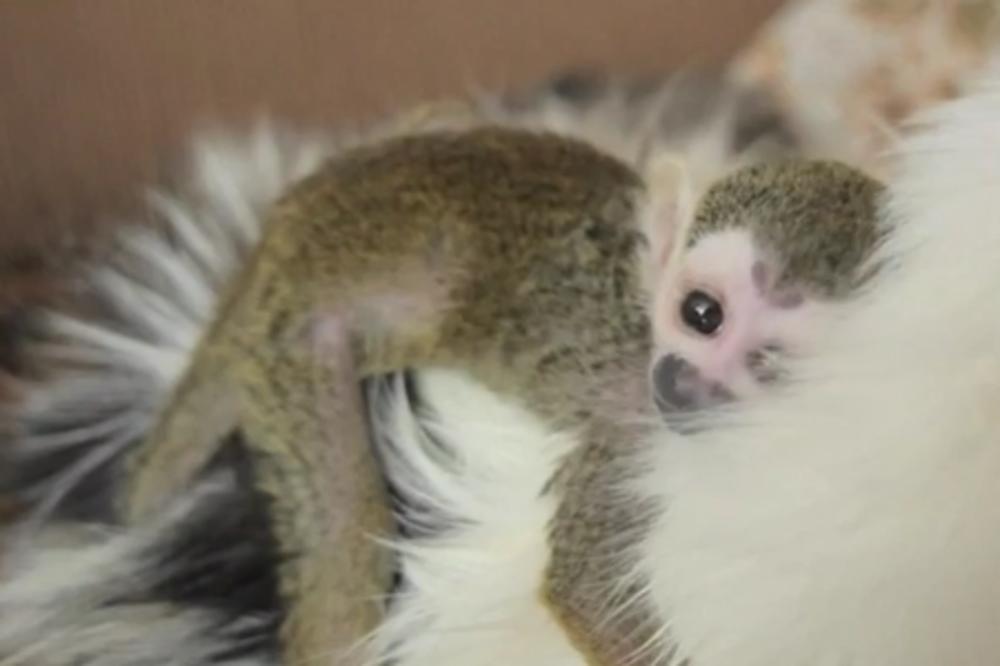 Mačkica usvojila majmunče i podiže ga kao svoju bebu (VIDEO)