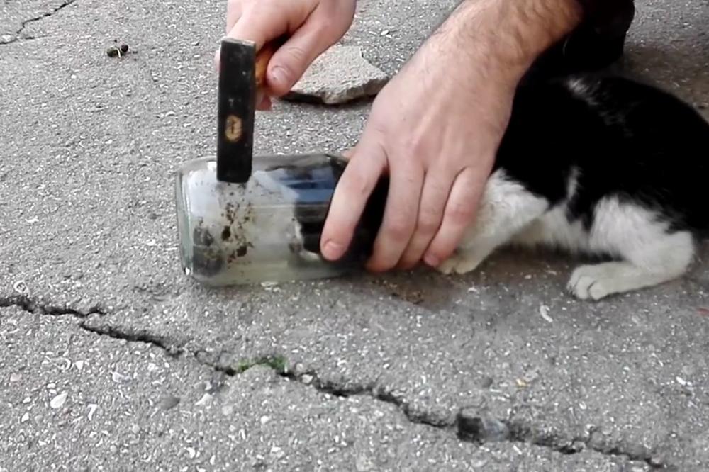 Kad guraš nos gde mu nije mesto: Maca se zaglavila u tegli, a vazduha sve manje! (VIDEO)