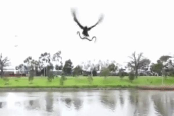 Ono leti kao soko, ono ujeda kao zmija: Bežite dok još možete! (VIDEO)