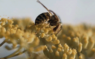 Al je zzzzujalo: Prevrnuo se kamion sa 11 miliona pčela! (GIF)