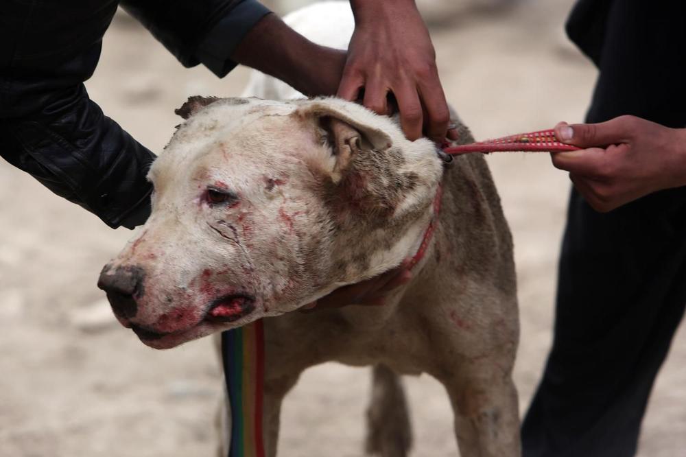 BRUTALNO NASILJE PREMA ŽIVOTINJAMA U HRVATSKOJ: Pas imao preko 30 ubodnih rana!