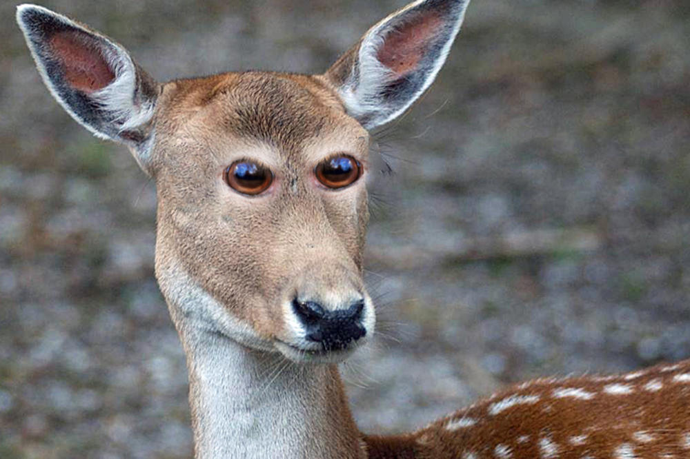 9 životinja koje nikako ne gledajte u oči! Da ne biste umrli od smeha! (FOTO)