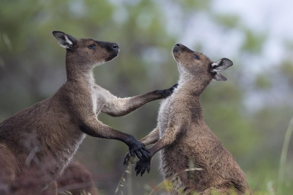 Pitbul je napao velikog kengura. Nekoliko trenutaka kasnije, shvatio je da je napravio još veću grešku! (VIDEO)