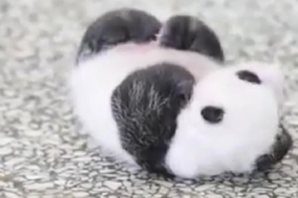 Beba panda je opisala muke svih nas koje mrzi da ustanemo! (VIDEO)