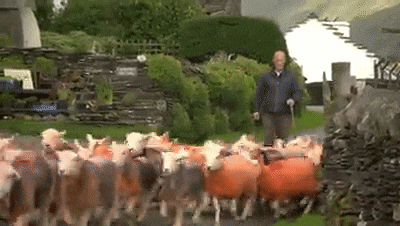 Ove ovce postale su svetska senzacija, iako je gazda hteo nešto sasvim drugo! (VIDEO)