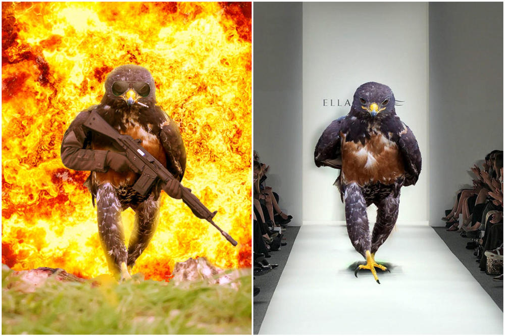 Ptica ubica u 16 slika: Zašto je internet poludeo zbog ove ptičurine? (MEME)