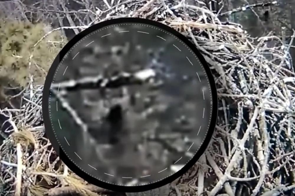 BIG FUT POSTOJI: Snimali orliće u gnezdu, a onda se pojavio ON! (VIDEO)