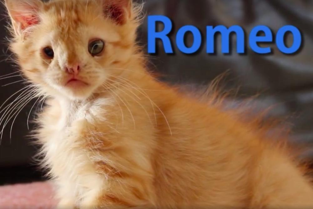 Romea su napustili jer je previše ružan, a onda je neko pronašao njegovu lepotu (FOTO) (VIDEO)