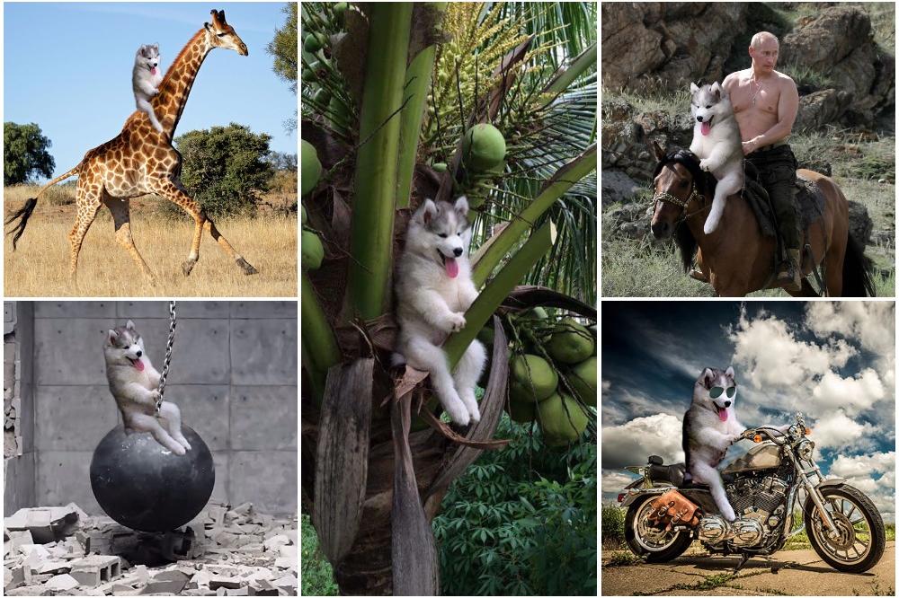 INTERNET POLUDEO ZA NJIM: Šta radi beba haski na drvetu, motoru, žirafi (!?)... PROVODI SE KAO NIKAD!